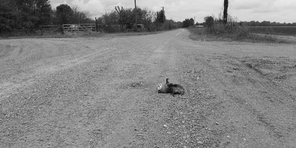 Jesse's Investigation Into Robert Johnson's Crossroads