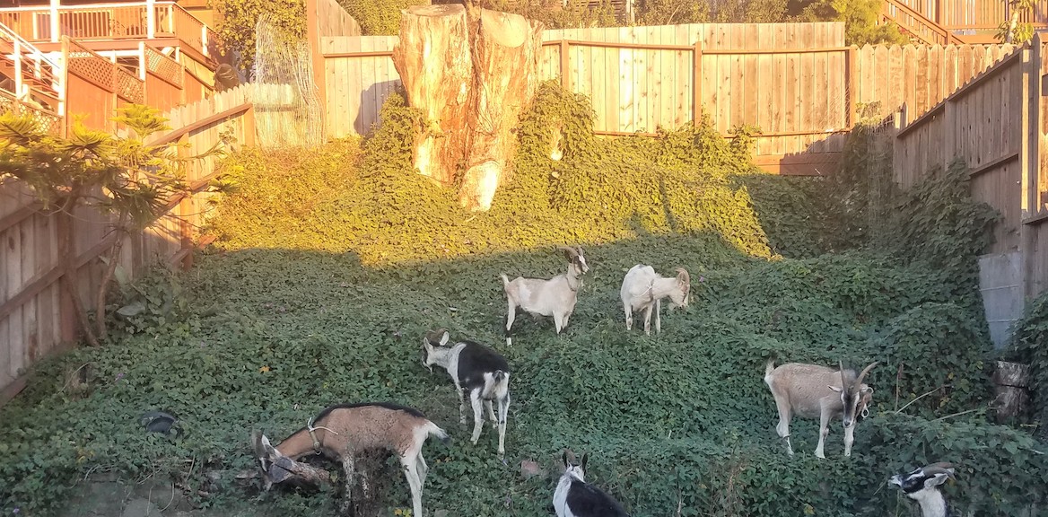 City Grazing: Land Management Powered by Goats