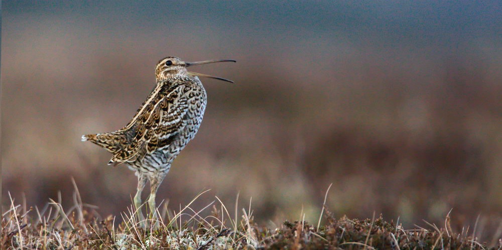 The Camp Tolochee Snipe Hunt