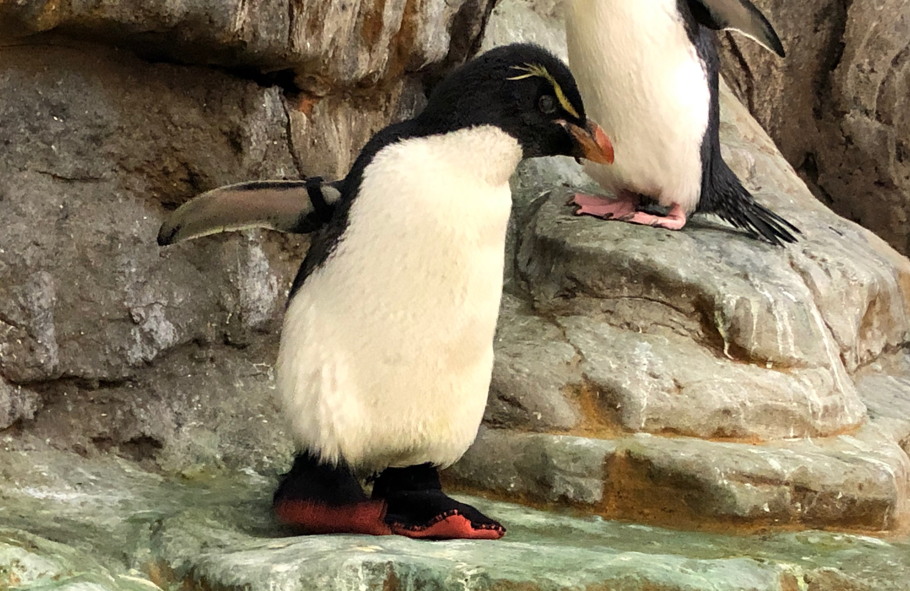 The Penguin Who Wears Shoes