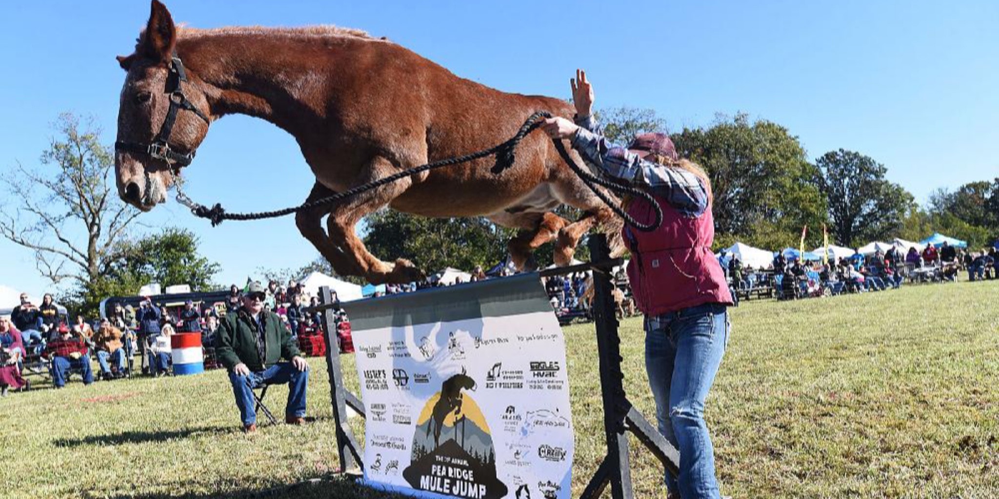 The Jumping Mules of Pea Ridge